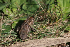 Anaxyrus hemiophrys