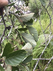 Alnus incana rugosa