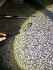 Cratogeomys castanops