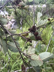 Alnus incana rugosa