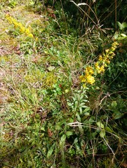 Solidago puberula
