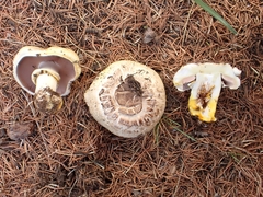 Agaricus iodosmus