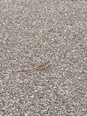 Crotaphytus collaris