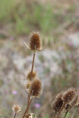 Dipsacus