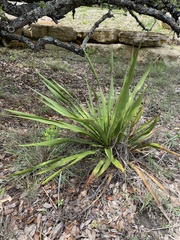 Yucca rupicola