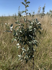 Elaeagnus commutata