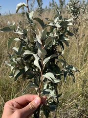 Elaeagnus commutata