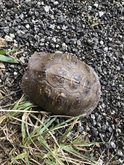Terrapene carolina triunguis