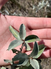 Elaeagnus commutata