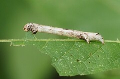 Ectropis crepuscularia