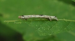 Ectropis crepuscularia