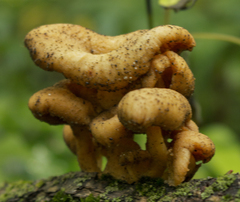 Lentinellus micheneri