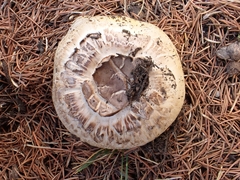 Agaricus iodosmus