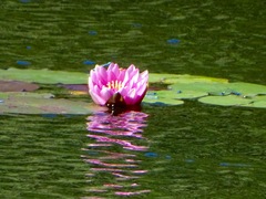 Nymphaea rubra