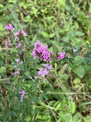 Lespedeza virginica
