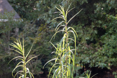 Helianthus angustifolius