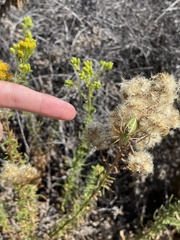 Peucetia viridans