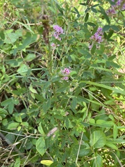 Lespedeza virginica