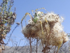 Peucetia viridans