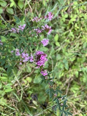 Lespedeza virginica
