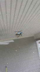 Euthyrhynchus floridanus