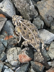 Phrynosoma cornutum