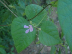 Phaseolus acutifolius acutifolius