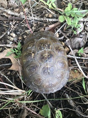 Terrapene carolina triunguis