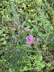 Lespedeza virginica