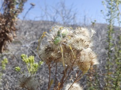 Peucetia viridans