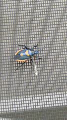 Euthyrhynchus floridanus