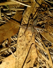 Antaxius spinibrachius