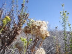 Peucetia viridans