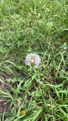 Taraxacum erythrospermum