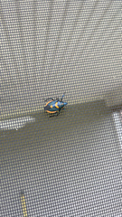 Euthyrhynchus floridanus