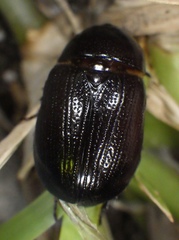 Scarabaeoidea