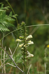 Pedicularis lanceolata