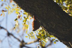 Lepidocolaptes angustirostris