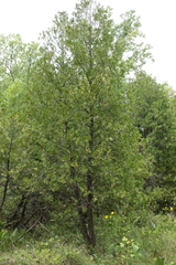 Thuja occidentalis