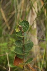 Betula pumila