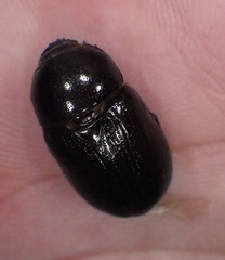 Scarabaeoidea