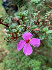 Melastomeae