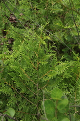 Thuja occidentalis