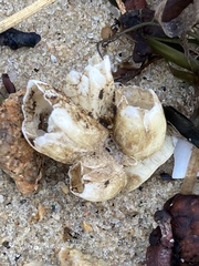 Amphibalanus eburneus