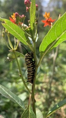 Danaus erippus