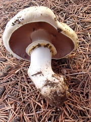 Agaricus iodosmus