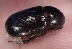 Scarabaeoidea