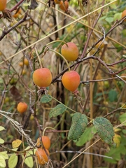 Rosa nutkana