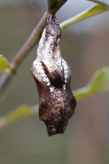 Limenitis