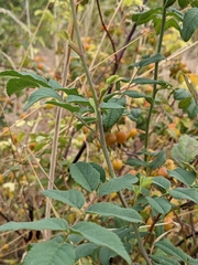 Rosa nutkana